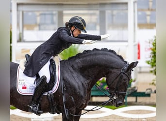 Hanovrien, Hongre, 9 Ans, 171 cm