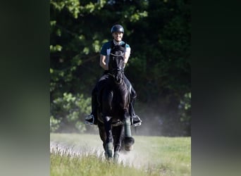 Hanovrien, Hongre, 9 Ans, 171 cm