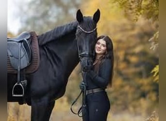 Hanovrien, Hongre, 9 Ans, 171 cm