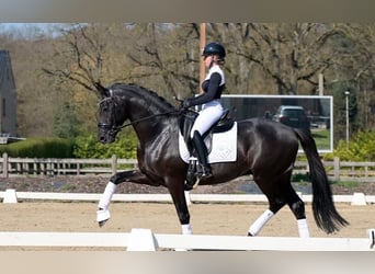 Hanovrien, Hongre, 9 Ans, 171 cm, Noir