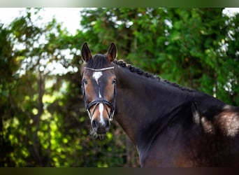Hanovrien, Hongre, 9 Ans, 172 cm, Bai brun