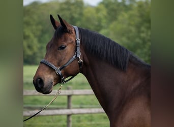 Hanovrien, Hongre, 9 Ans, 172 cm, Bai brun