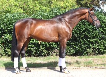 Hanovrien, Hongre, 9 Ans, 172 cm, Bai