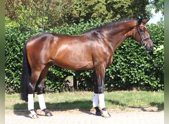 Hanovrien, Hongre, 9 Ans, 172 cm, Bai