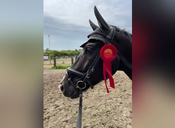 Hanovrien, Hongre, 9 Ans, 172 cm, Noir
