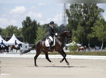 Hanovrien, Hongre, 9 Ans, 173 cm, Bai brun