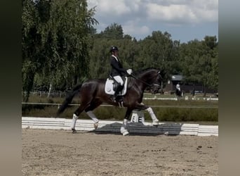 Hanovrien, Hongre, 9 Ans, 173 cm, Bai brun