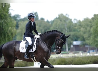 Hanovrien, Hongre, 9 Ans, 173 cm, Bai brun