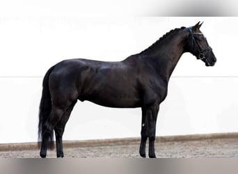 Hanovrien, Hongre, 9 Ans, 173 cm