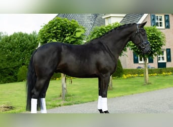 Hanovrien, Hongre, 9 Ans, 173 cm