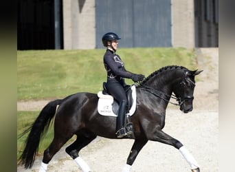 Hanovrien, Hongre, 9 Ans, 173 cm