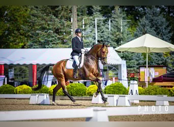 Hanovrien, Hongre, 9 Ans, 174 cm, Bai cerise