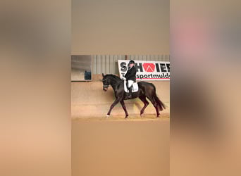 Hanovrien, Hongre, 9 Ans, 175 cm, Bai brun foncé