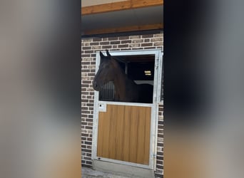 Hanovrien, Hongre, 9 Ans, 175 cm, Bai brun foncé