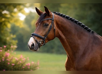 Hanovrien, Hongre, 9 Ans, 175 cm, Bai