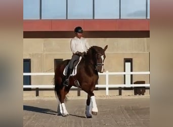 Hanovrien, Hongre, 9 Ans, 177 cm, Bai