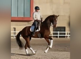 Hanovrien, Hongre, 9 Ans, 177 cm, Bai