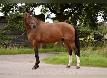 Hanovrien, Hongre, 9 Ans, 177 cm, Bai