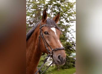 Hanovrien, Hongre, 9 Ans, 177 cm, Bai