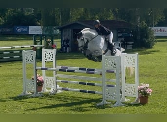 Hanovrien, Hongre, 9 Ans, 178 cm, Gris