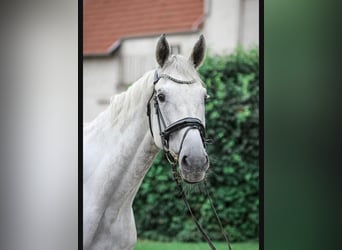 Hanovrien, Hongre, 9 Ans, 178 cm, Gris pommelé