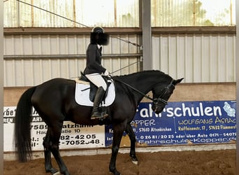 Hanovrien, Hongre, 9 Ans, 178 cm, Noir