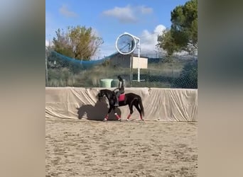 Hanovrien, Jument, 10 Ans, 162 cm, Noir