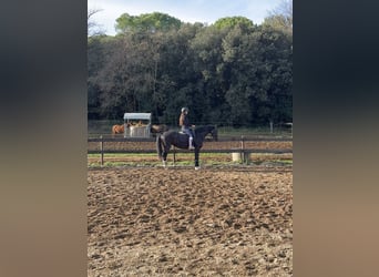 Hanovrien, Jument, 10 Ans, 162 cm, Noir