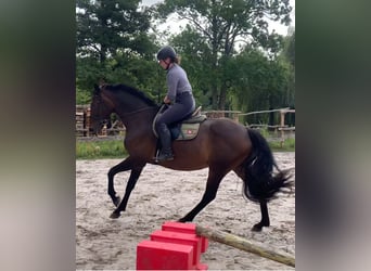 Hanovrien, Jument, 10 Ans, 164 cm, Bai brun foncé