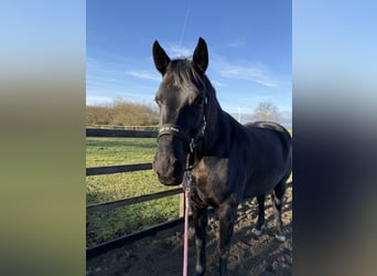 Hanovrien, Jument, 10 Ans, 165 cm, Noir