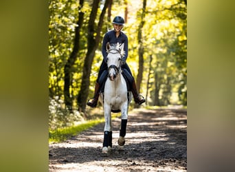 Hanovrien, Jument, 10 Ans, 166 cm, Gris