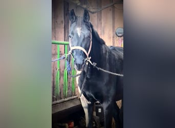 Hanovrien, Jument, 10 Ans, 166 cm, Noir