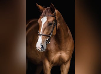 Hanovrien, Jument, 10 Ans, 167 cm, Alezan