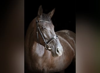 Hanovrien, Jument, 10 Ans, 167 cm, Noir