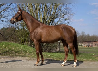 Hanovrien, Jument, 10 Ans, 168 cm, Alezan brûlé
