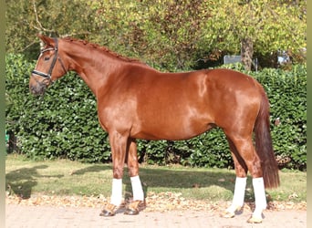 Hanovrien, Jument, 10 Ans, 168 cm, Alezan