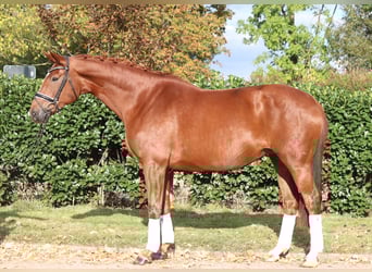 Hanovrien, Jument, 10 Ans, 168 cm, Alezan