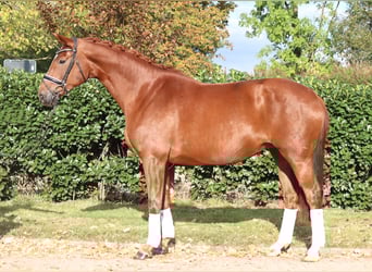 Hanovrien, Jument, 10 Ans, 168 cm, Alezan