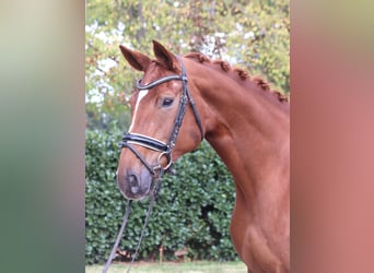 Hanovrien, Jument, 10 Ans, 168 cm, Alezan