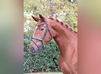 Hanovrien, Jument, 10 Ans, 168 cm, Alezan