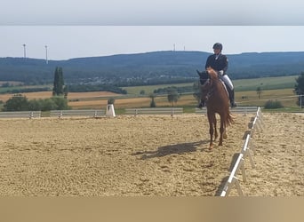 Hanovrien, Jument, 10 Ans, 168 cm, Alezan