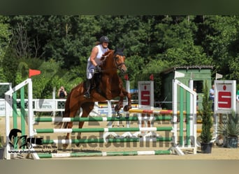 Hanovrien, Jument, 10 Ans, 168 cm, Alezan
