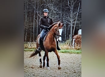 Hanovrien, Jument, 10 Ans, 168 cm, Alezan