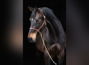 Hanovrien, Jument, 10 Ans, 168 cm, Bai brun