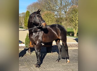 Hanovrien, Jument, 10 Ans, 168 cm, Bai brun foncé