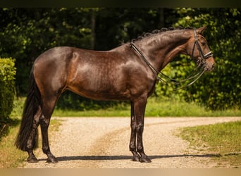 Hanovrien, Jument, 10 Ans, 170 cm, Bai brun