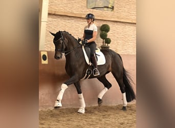 Hanovrien, Jument, 10 Ans, 170 cm, Bai brun