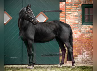 Hanovrien, Jument, 10 Ans, 170 cm, Noir