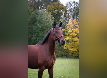 Hanovrien, Jument, 10 Ans, 172 cm, Bai
