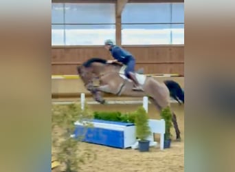 Hanovrien, Jument, 10 Ans, 173 cm, Bai